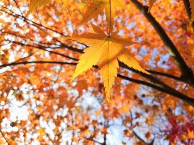 Yellow maple leaf fall shine Photo