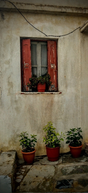 Insel fenster blume tür