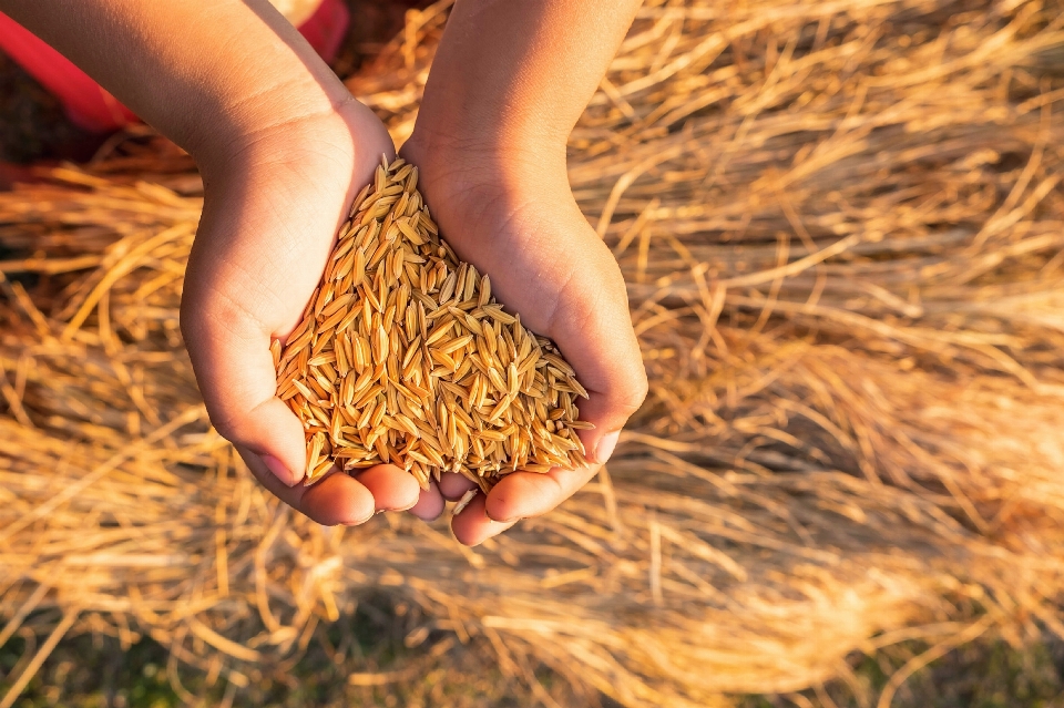 Mão arroz plantar pessoas na natureza
