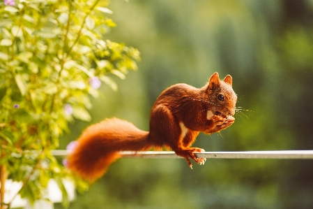 Foto Animais esquilo vermelho eurasiano
 madeira cinza
