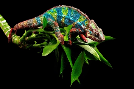 Chameleon common reptile terrestrial plant Photo