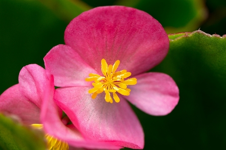 花 植物 花弁 陸上植物
 写真