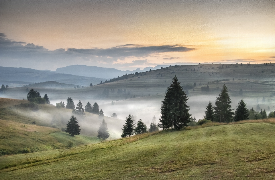 Hargita reggel fenyves landscape