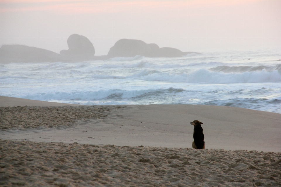 Dog sunrise alone beach