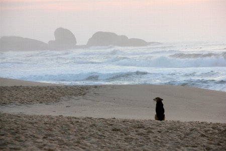 Dog sunrise alone beach Photo