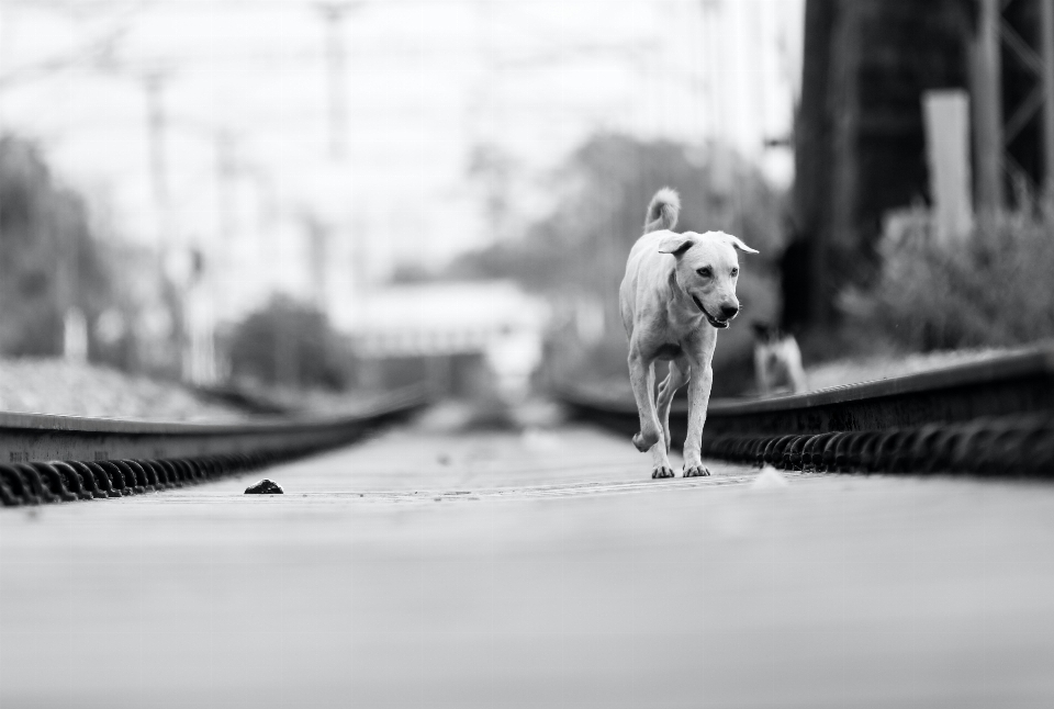 Cane di razza
 nube carnivoro