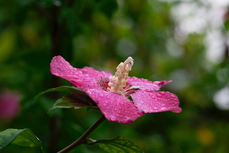 Fiore pianta petalo terrestre
