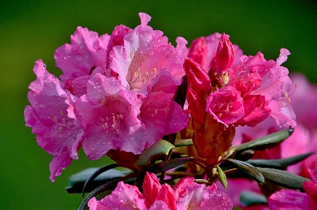 花 植物 植物学
 花弁 写真