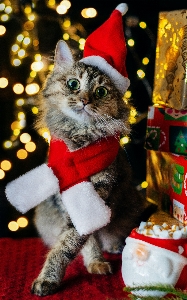 Photo Noël chat vertébré
 blanc