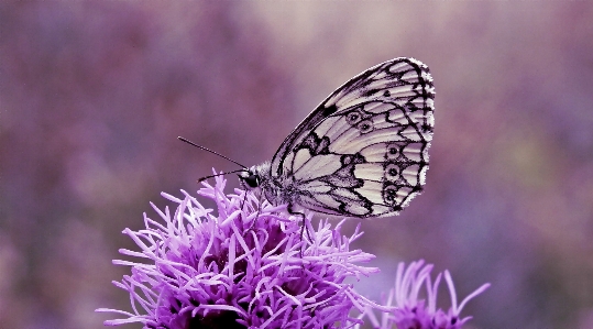 Foto Animales flor planta polinizador
