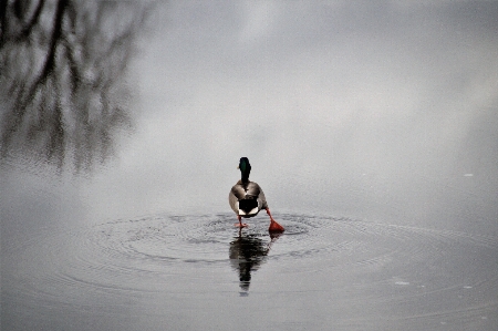 Duck water cloud sky Photo