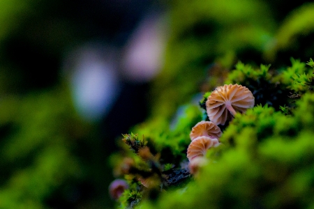 Green plant flower petal Photo