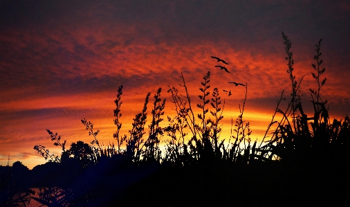 Cloud sky plant ecoregion Photo