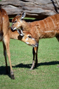 Organism terrestrial animal fawn grass Photo