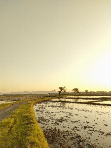 自然 空 水 植物 写真