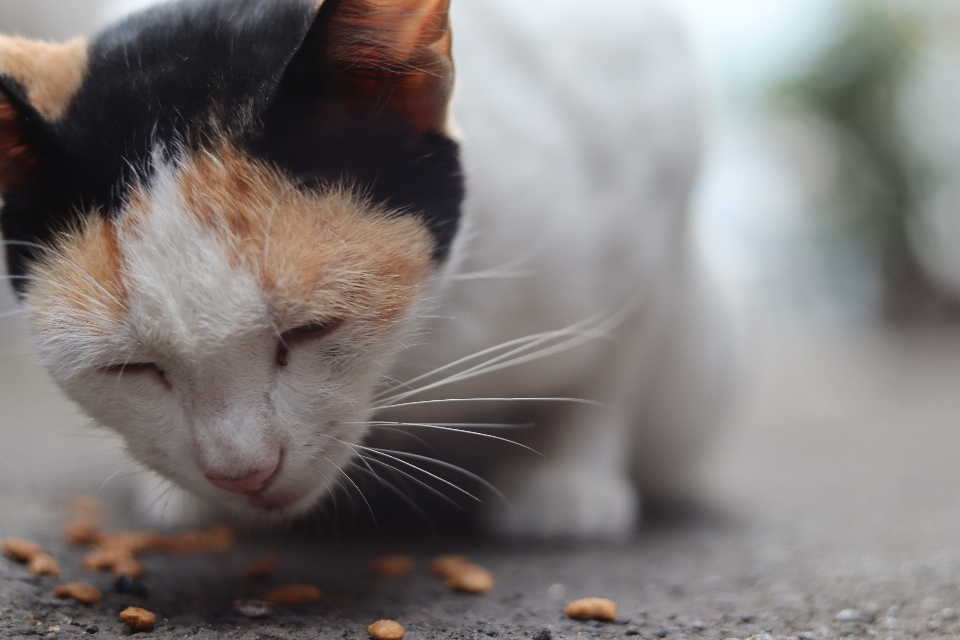 Gato olho felídeos
 carnívoro