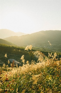 Flower sky plant mountain Photo