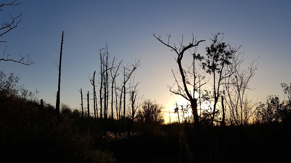 Sunset nature wood evening