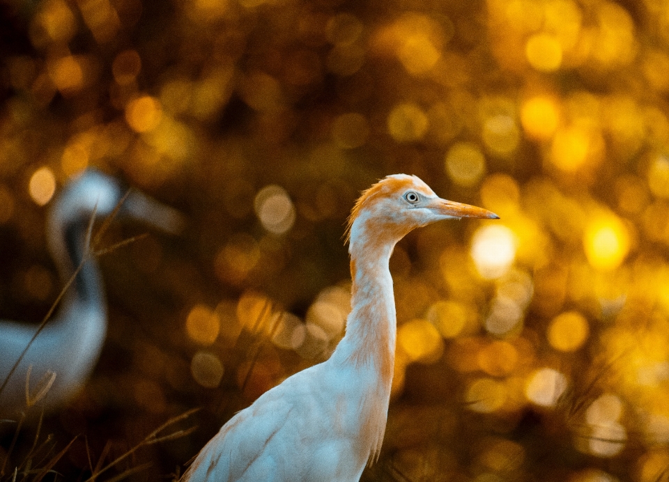 Animales pájaro planta naturaleza