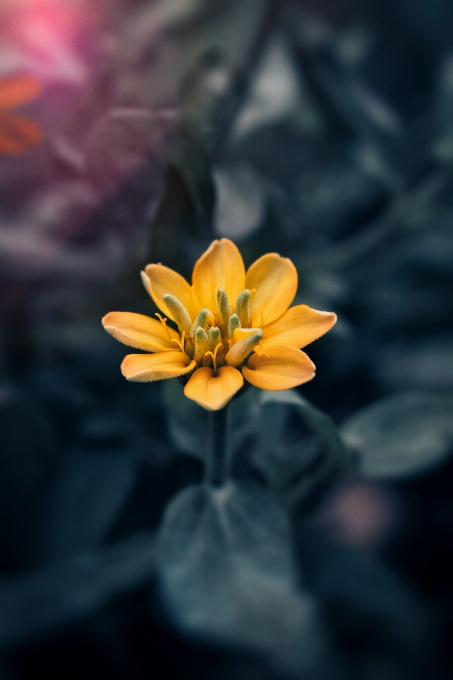 Flor planta pétalo cielo