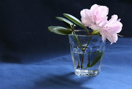 Flower plant vase table Photo