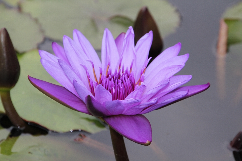 Flor planta púrpura botánica
