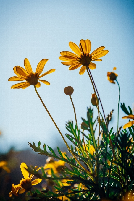 Fiore pianta cielo petalo