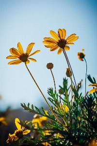 Blume anlage himmel blütenblatt Foto