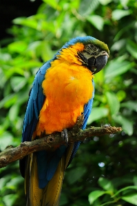 Flower bird parrot branch Photo