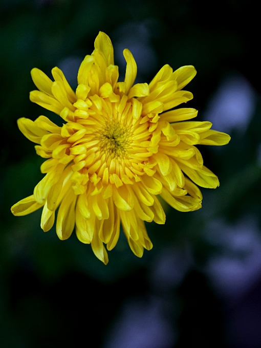 Flor plantar pétala planta herbácea
