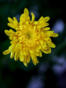 花 植物 花弁 草本植物
 写真