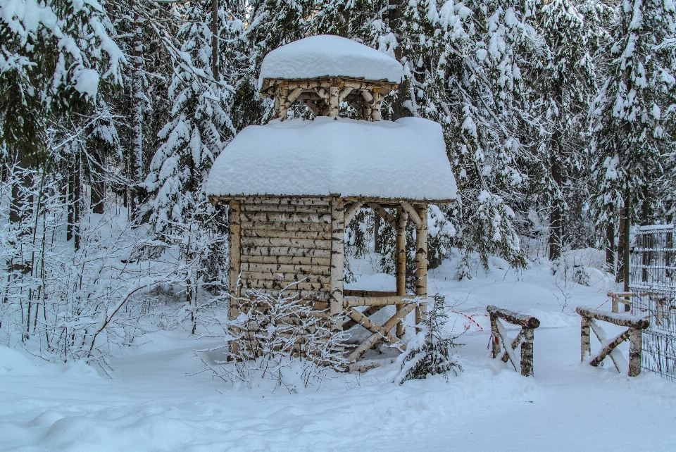 Imágenes nieve ramita rama