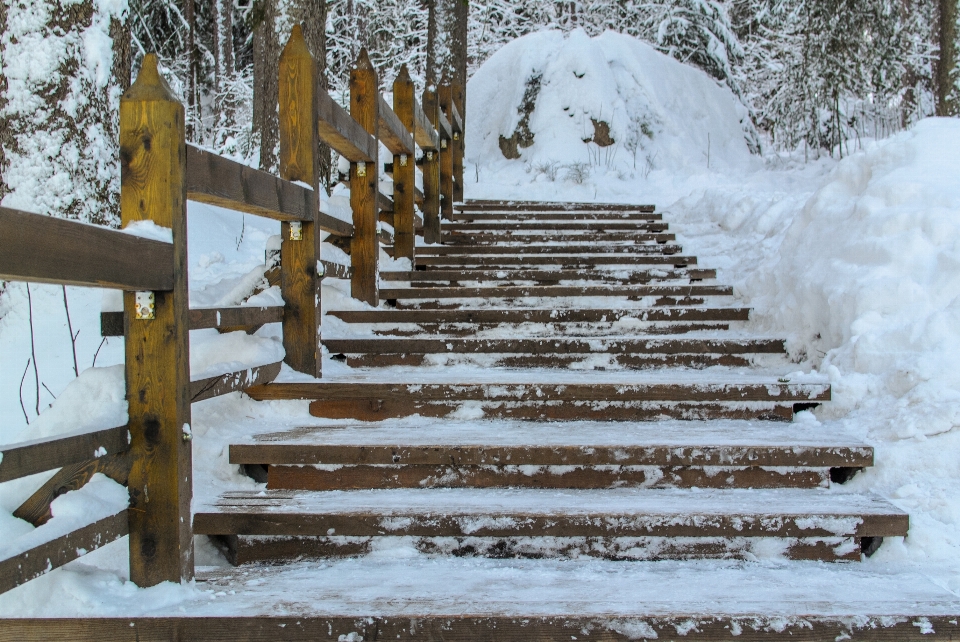 画像 雪 植物 階段