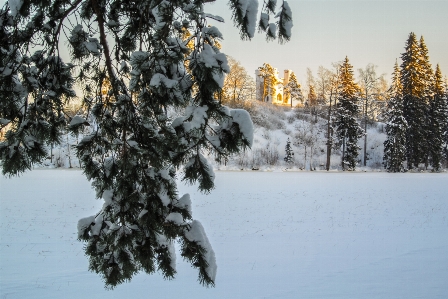 Images sky plant snow Photo