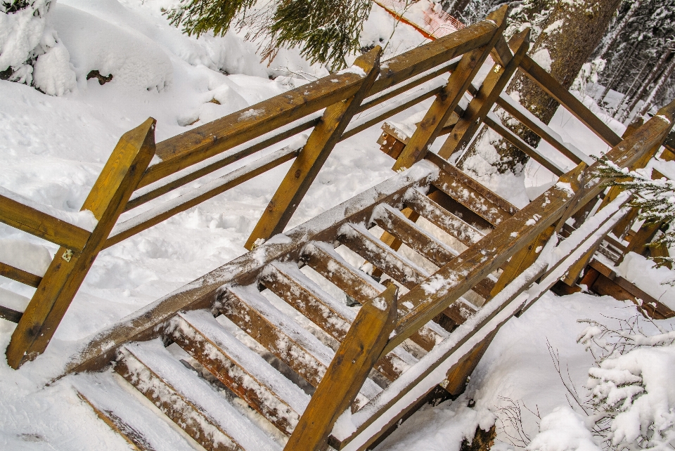 Immagini nevicare legna ramo