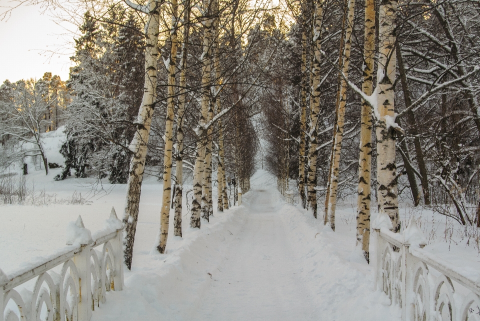 Images plant snow natural landscape