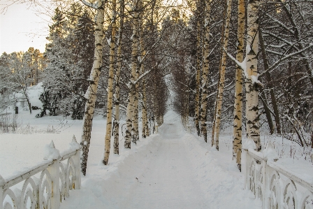 Images plant snow natural landscape Photo