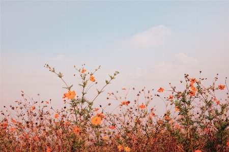 Natural flower sky plant Photo