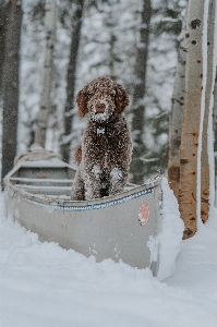 Dog snow breed carnivore Photo