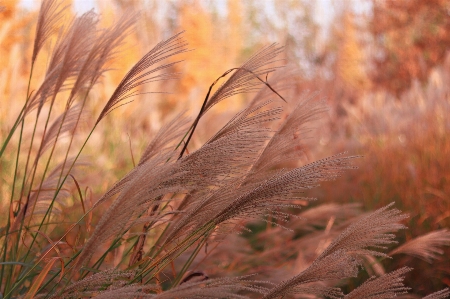 Natural plant landscape twig Photo