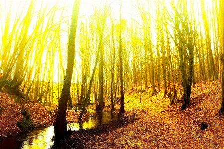 Nature natural landscape people in branch Photo