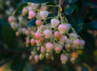 Arbutus plant tree branch Photo