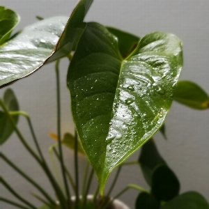 Leaves plant houseplant water Photo