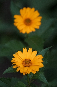 花 植物 葉 花弁 写真