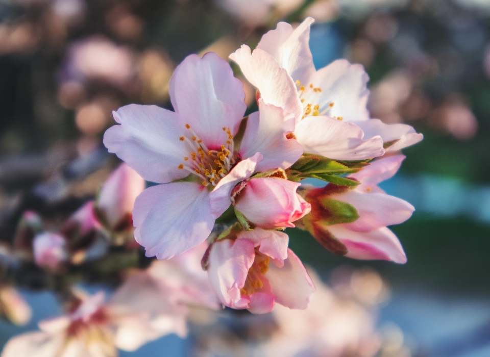 Almond flower plant petal