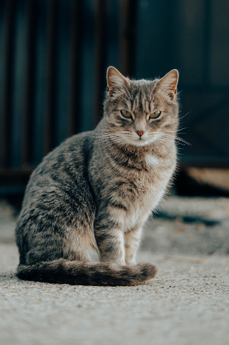 кот хищник кошачьих
 серый