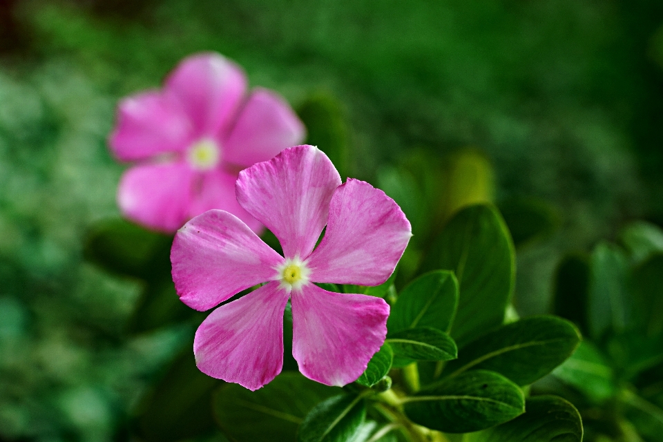 Flower plant botany leaf