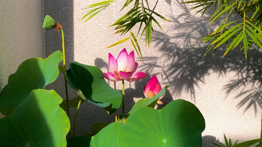 自然 花 植物 ロータス 写真