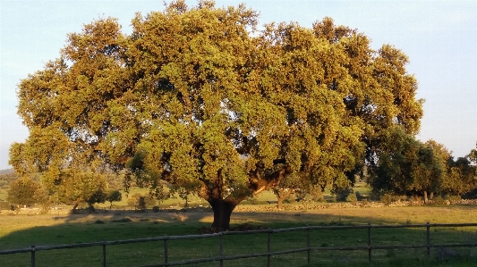 Oak sunset tree nature Photo