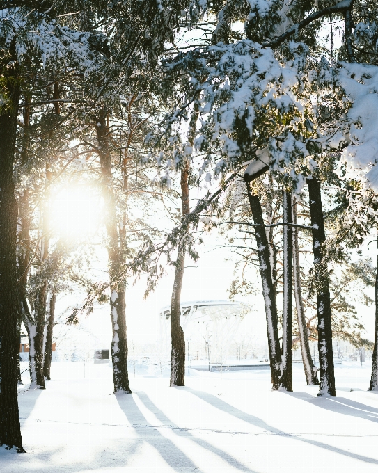 Natural plant snow nature